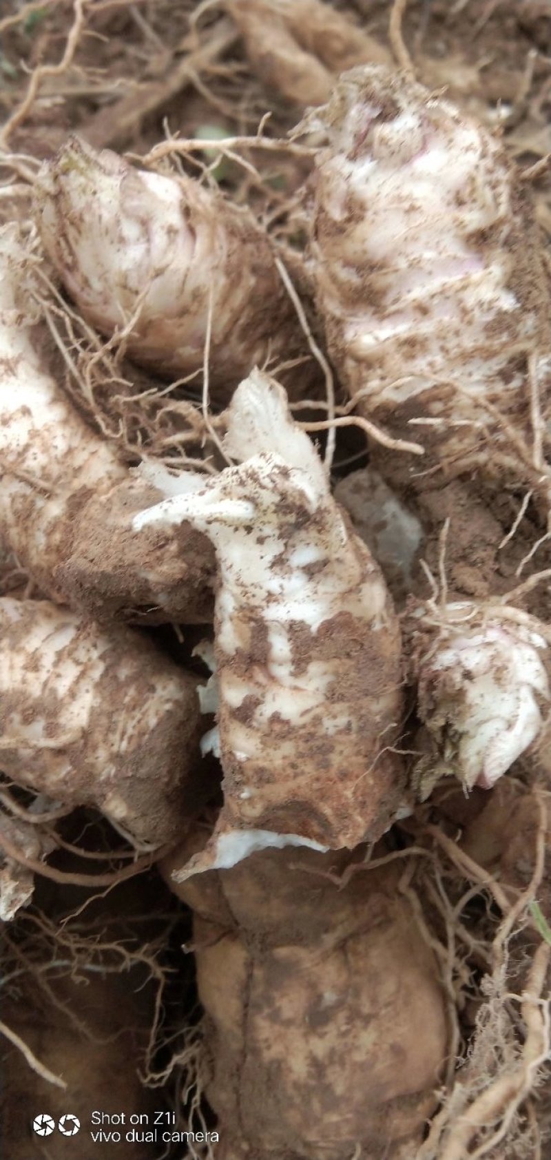 玄参芽改良玄参芽子包成活基地直发签订回收合同