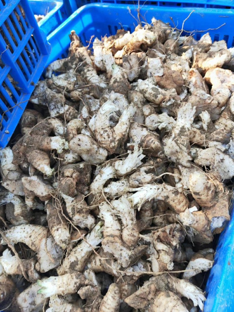玄参芽改良玄参芽子包成活基地直发签订回收合同