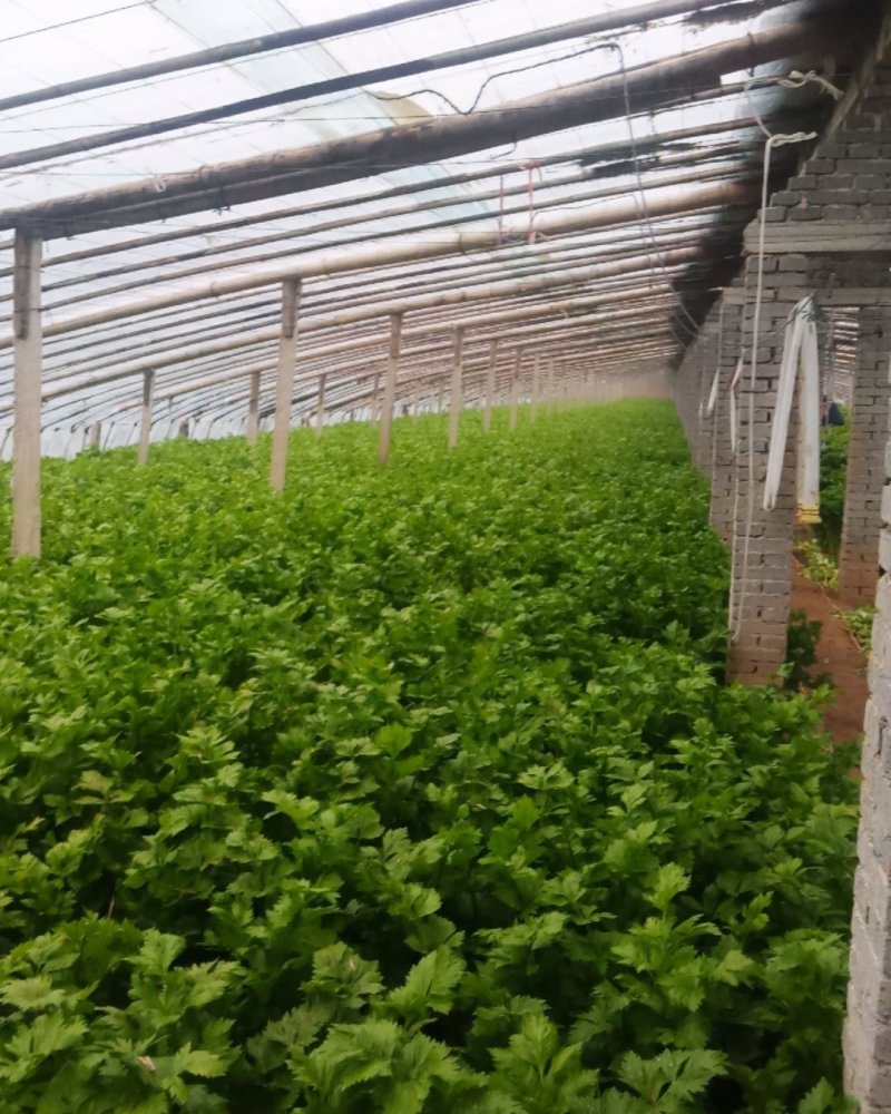 西芹，玻璃翠芹菜，自产自销，大鹏种植，人工打包，按需捆绑