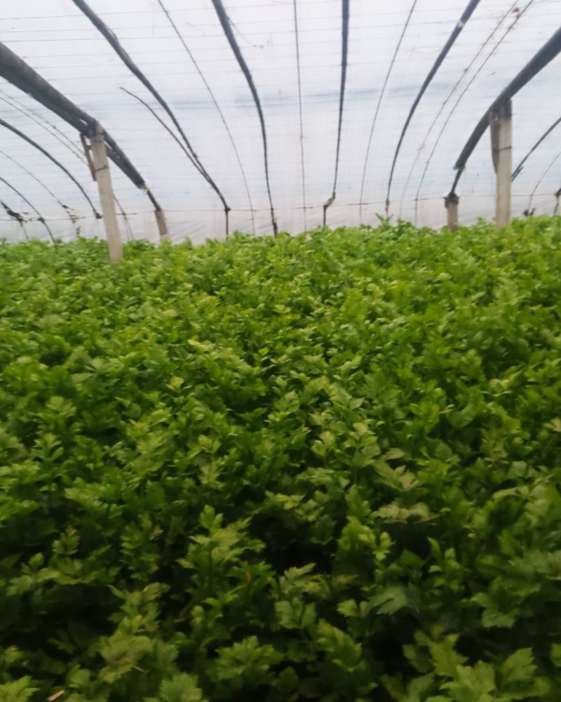 西芹，玻璃翠芹菜，自产自销，大鹏种植，人工打包，按需捆绑