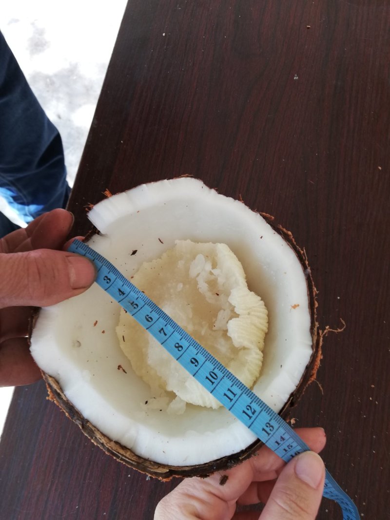 海南毛椰