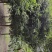 天竺桂，土桂，四川天竺桂基地出售，成都天竺桂批发价格