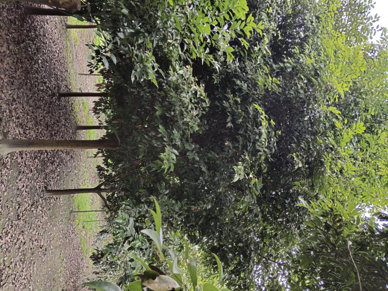 天竺桂，土桂，四川天竺桂基地出售，成都天竺桂批发价格