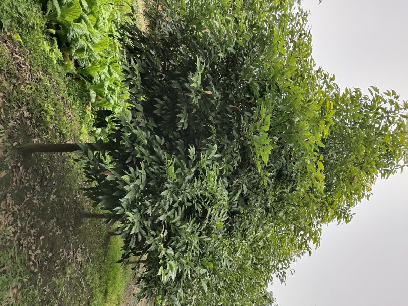 天竺桂，土桂，四川天竺桂基地出售，成都天竺桂批发价格