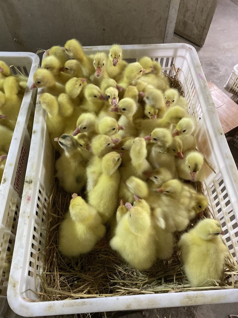 泰州白鹅鹅苗250g以下