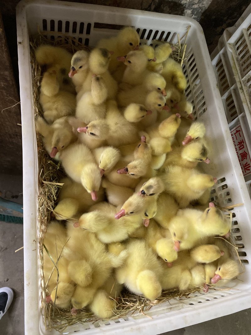 泰州白鹅鹅苗250g以下