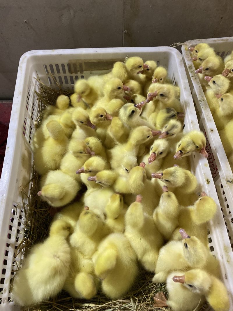 泰州白鹅鹅苗250g以下