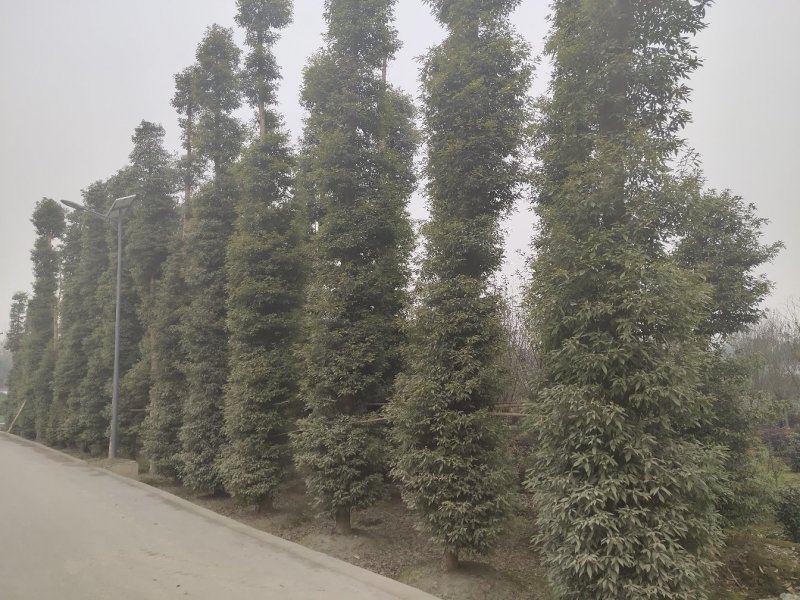 金丝楠木，楠木树，桢楠，四川桢楠基地，成都楠木批发价格