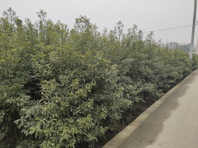 金丝楠木，楠木树，桢楠，四川桢楠基地，成都楠木批发价格