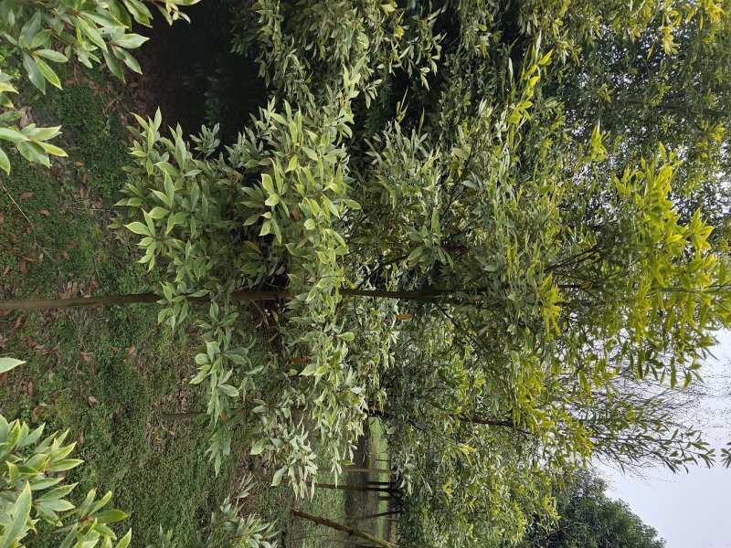 金丝楠木，楠木树，桢楠，四川桢楠基地，成都楠木批发价格