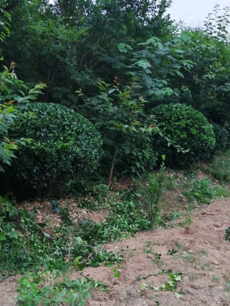 小叶女贞球，冠形优美，各种规格小叶女贞球，潢川县苗圃直销