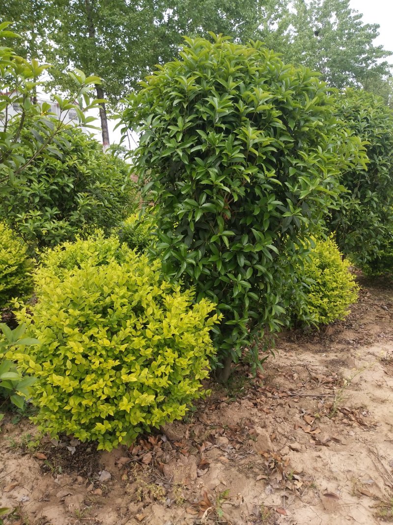 小叶女贞球，冠形优美，各种规格小叶女贞球，潢川县苗圃直销