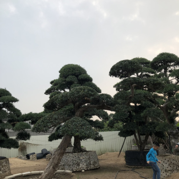 日本特色罗汉松
