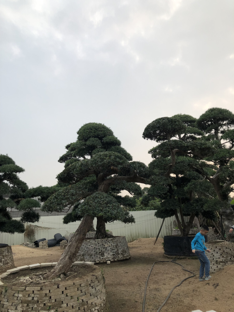 日本特色罗汉松