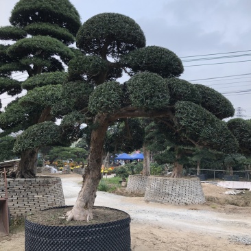 日本特色罗汉松