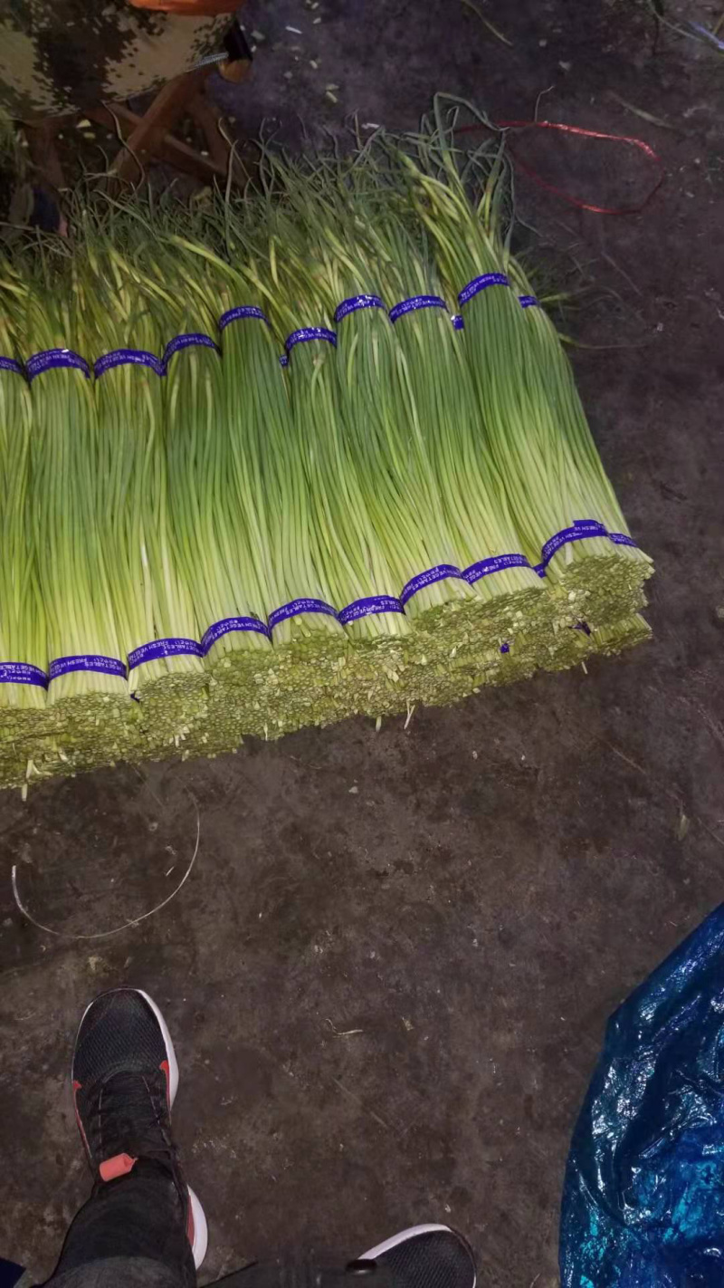 热销推荐，实力供货，红帽蒜苔，常年供应，代发全国