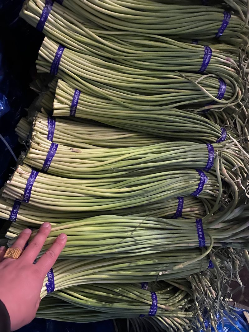 热销推荐，实力供货，红帽蒜苔，常年供应，代发全国