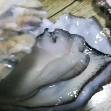 生蚝