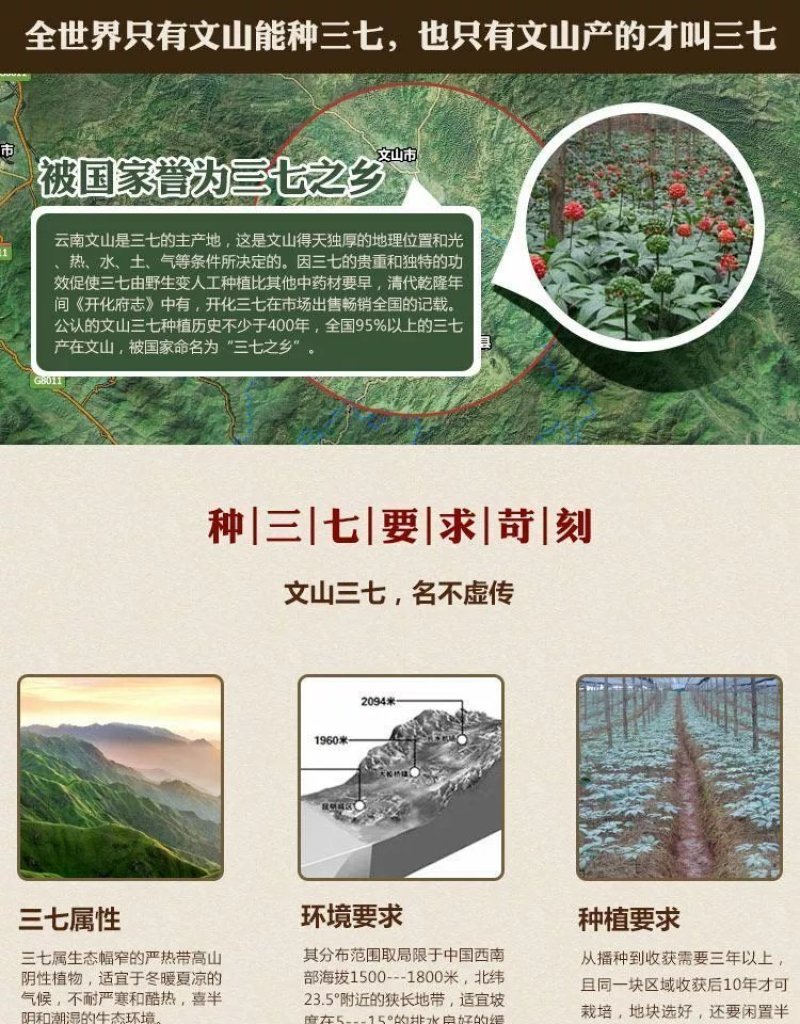正宗文山精品三七