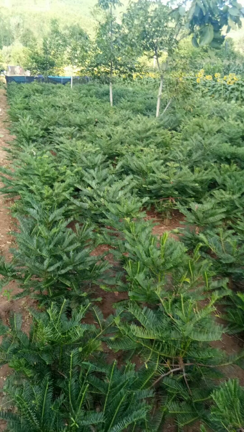 三尖杉，产地直销，价格低，欢迎您光临，选购