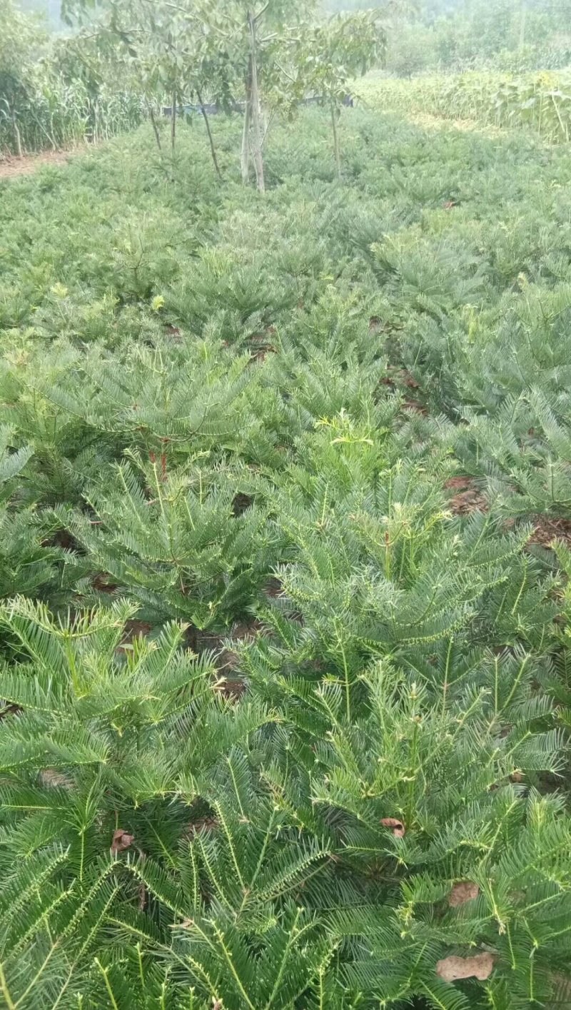 三尖杉，产地直销，价格低，欢迎您光临，选购