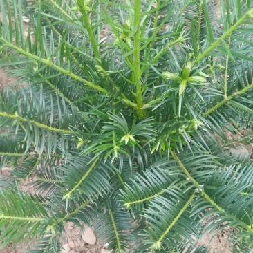 三尖杉，产地直销，价格低，欢迎您光临，选购