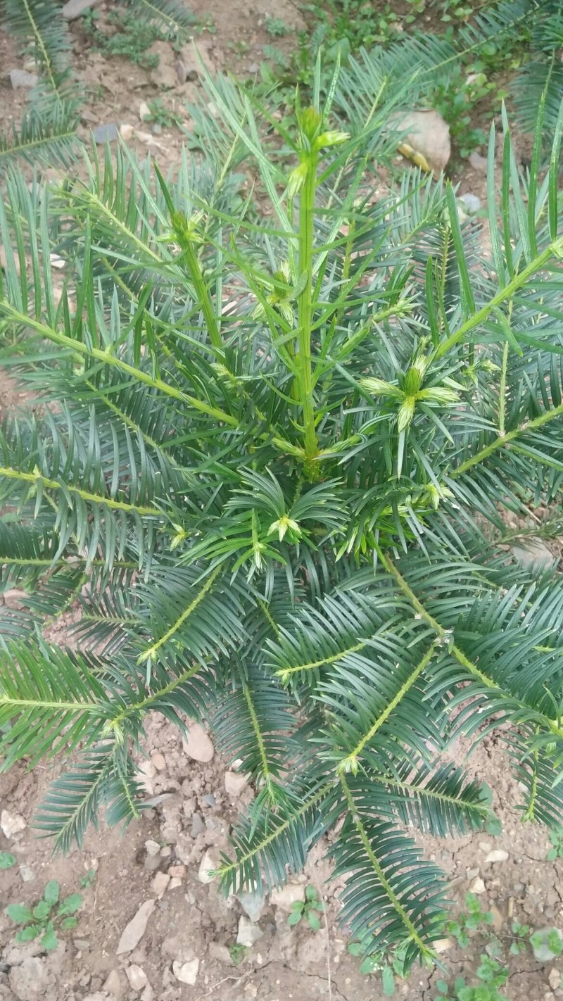 三尖杉，产地直销，价格低，欢迎您光临，选购