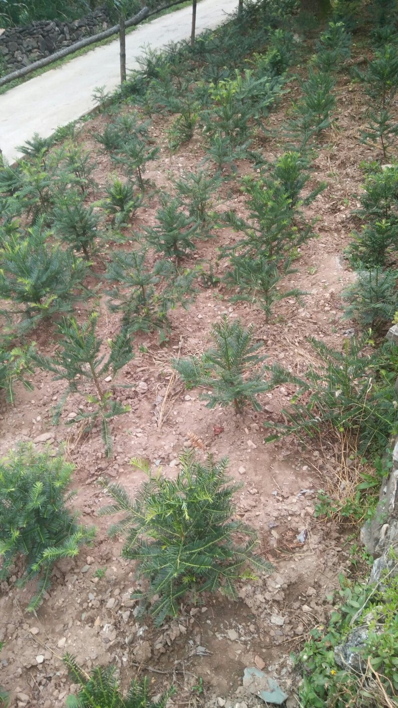三尖杉，产地直销，价格低，欢迎您光临，选购
