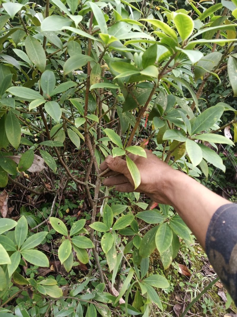 八角树苗培育八角树苗八角苗
