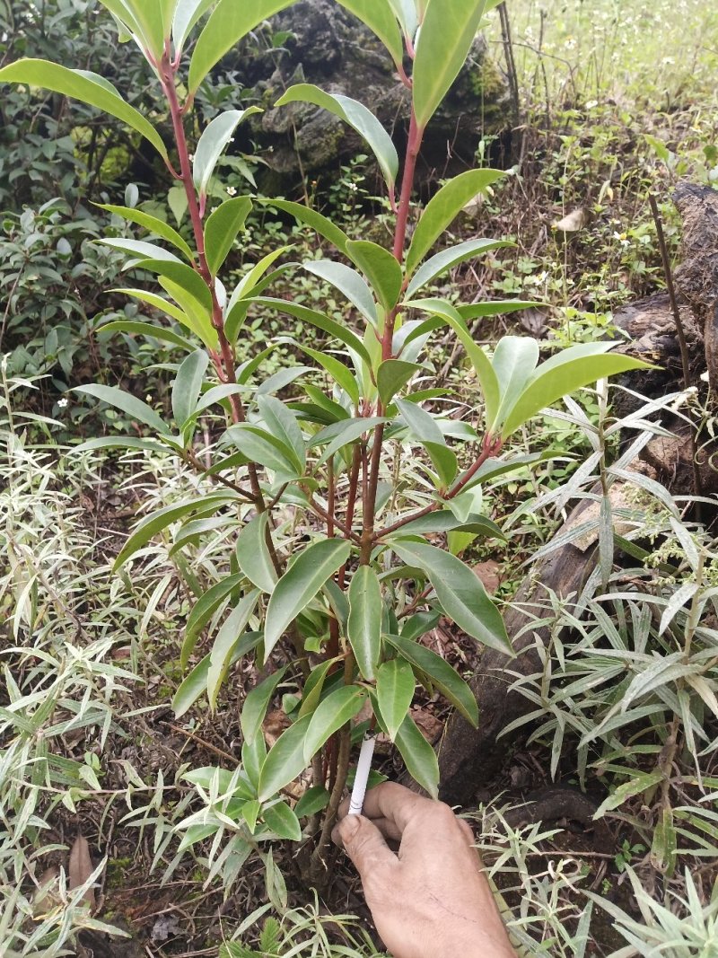 八角树苗培育八角树苗八角苗