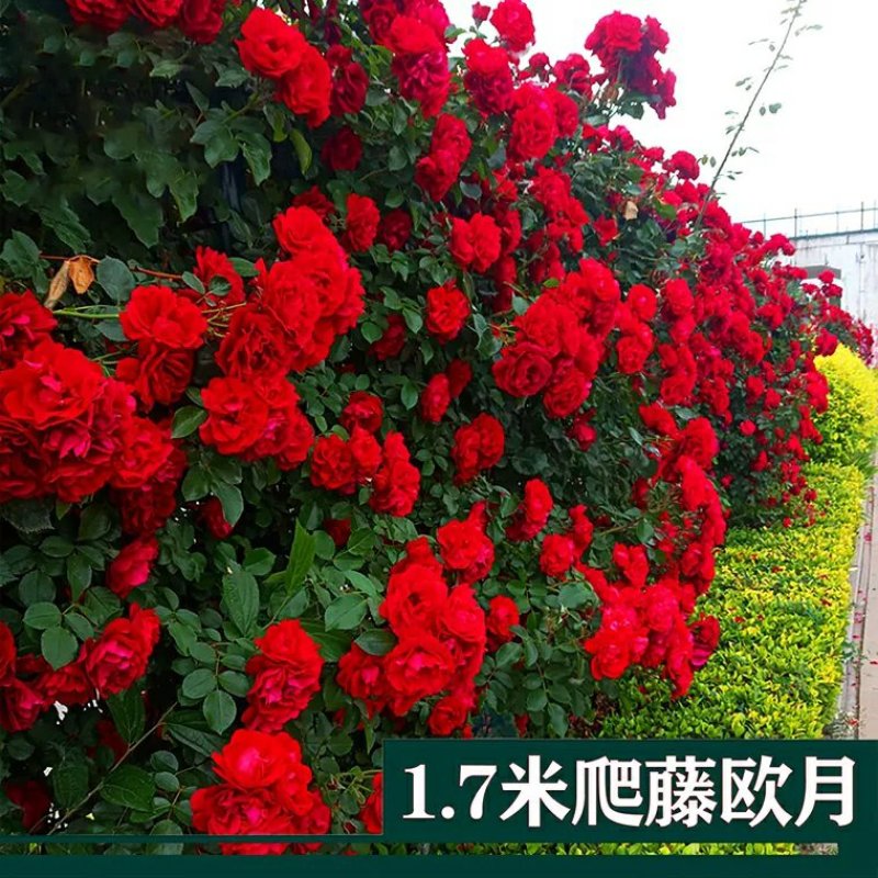 蔷薇花苗攀爬花苗藤爬藤爬墙微苗基地直发量大从优欢迎来电