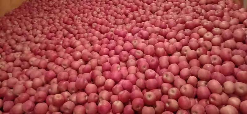 大量供应辽南地区精品红富士苹果（产地直发）代购代发