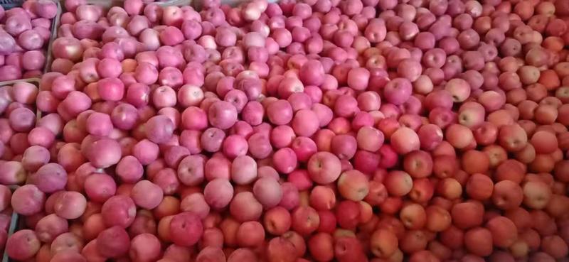 辽南地区广宇果业大量供应精品75以上富士甜苹果