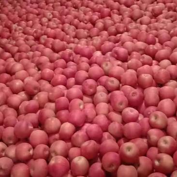 大量供应辽南地区红富士苹果（产地直发）全红