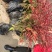 南天竹庭院植物绿化苗木红天竹苗观叶盆栽办公室内绿植盆栽盆