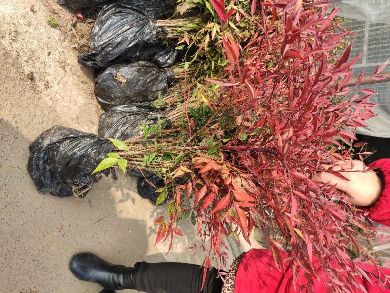 南天竹庭院植物绿化苗木红天竹苗观叶盆栽办公室内绿植盆栽盆