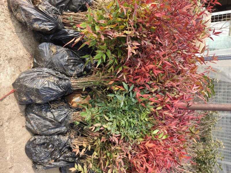 南天竹庭院植物绿化苗木红天竹苗观叶盆栽办公室内绿植盆栽盆