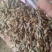 纯新两年改良白术籽