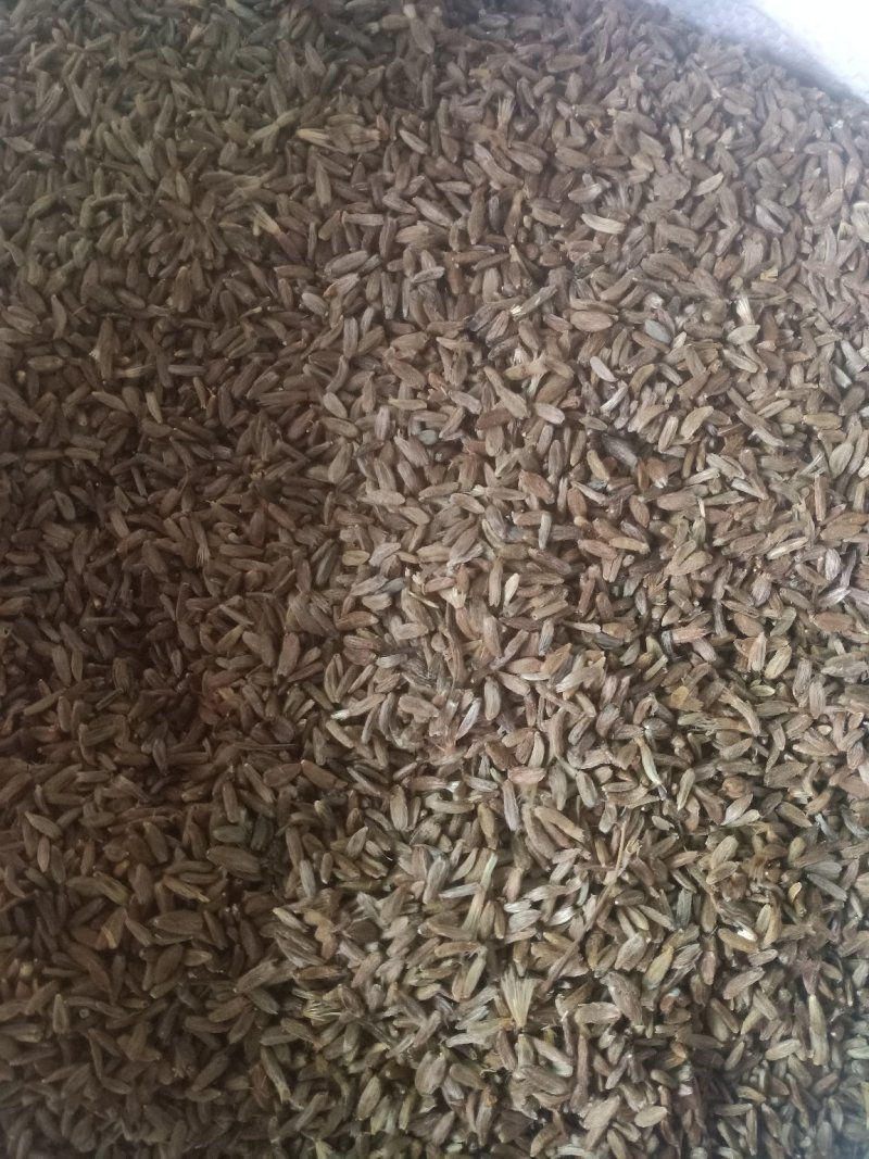 纯新两年改良白术籽