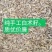 纯新两年改良白术籽