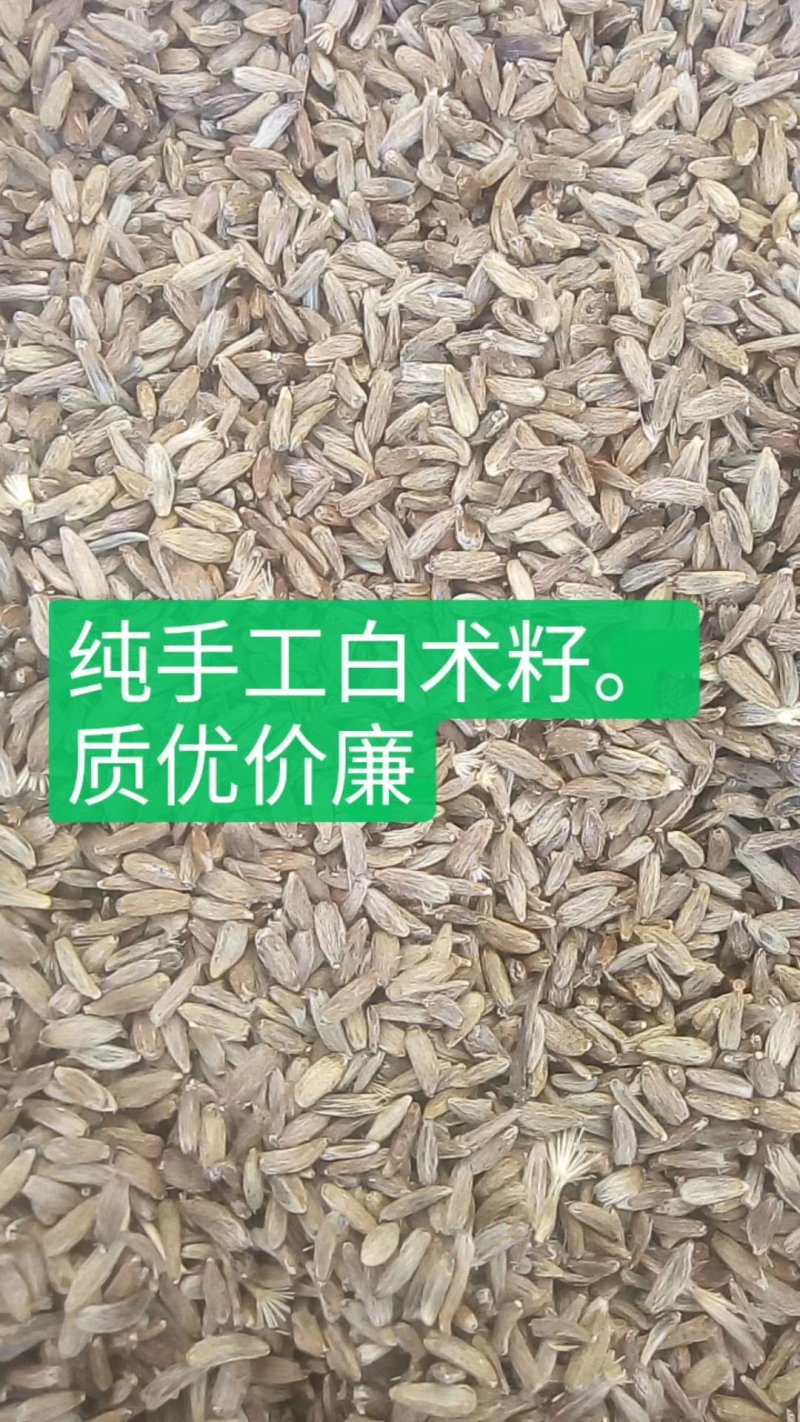 纯新两年改良白术籽