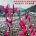 玉兰树苗紫玉兰苗带花苞庭院绿化广玉兰树苗黄玉兰白玉兰花苗