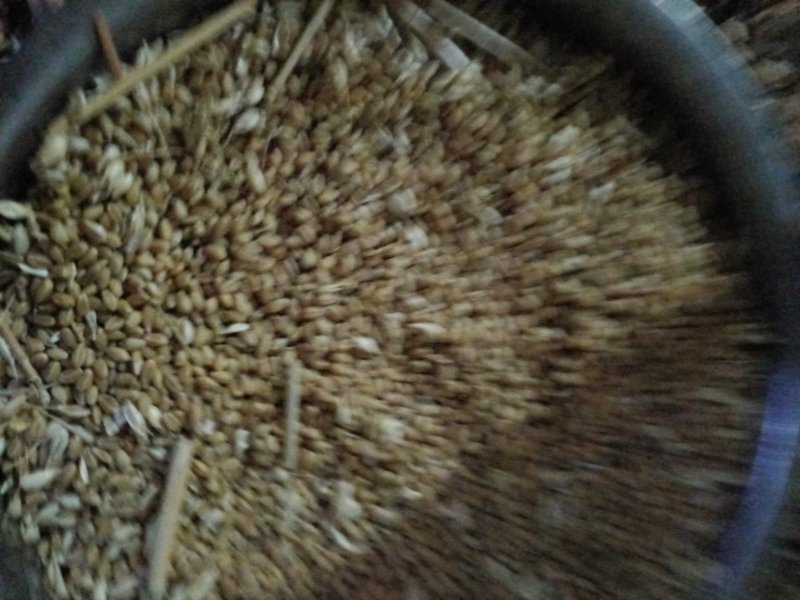 小麦