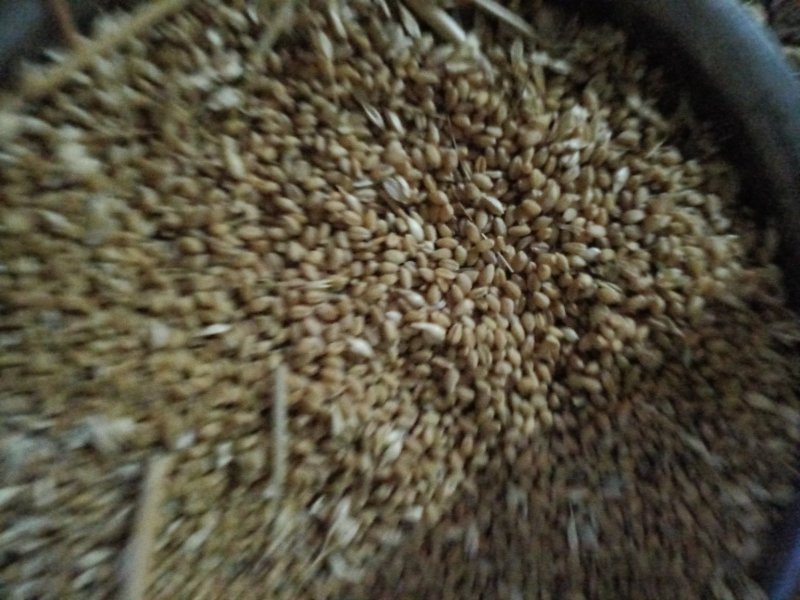 小麦