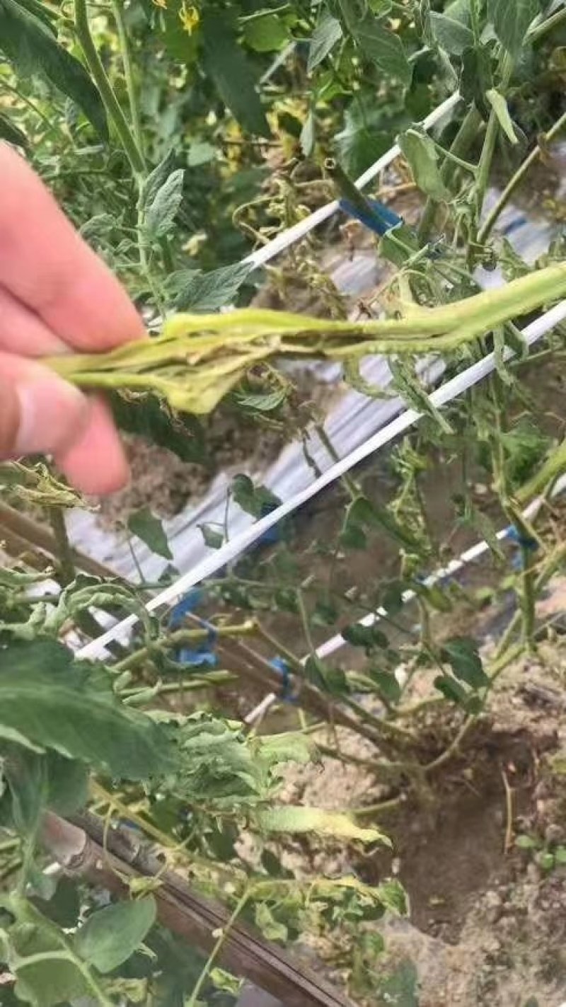 奥丰青枯立克农用微生物菌剂修复伤口防病