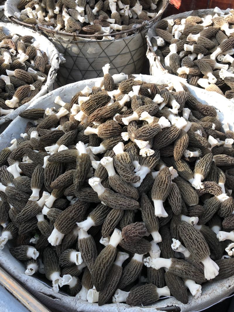 羊肚菌鲜货处理