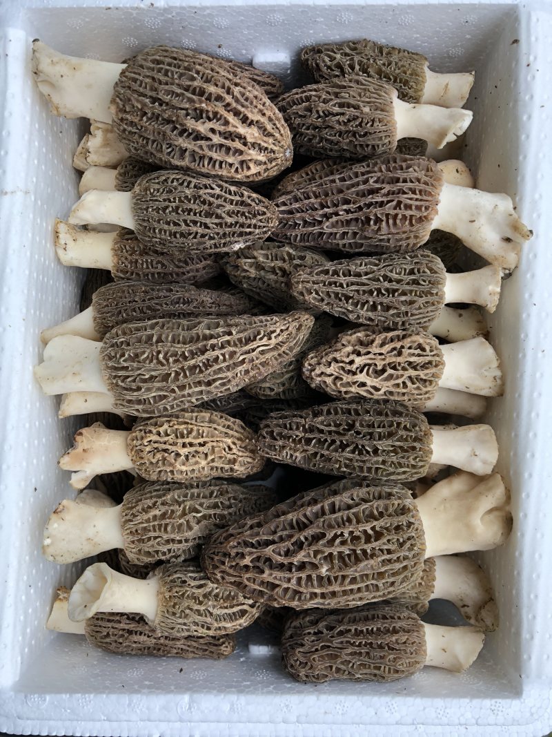 羊肚菌鲜货处理