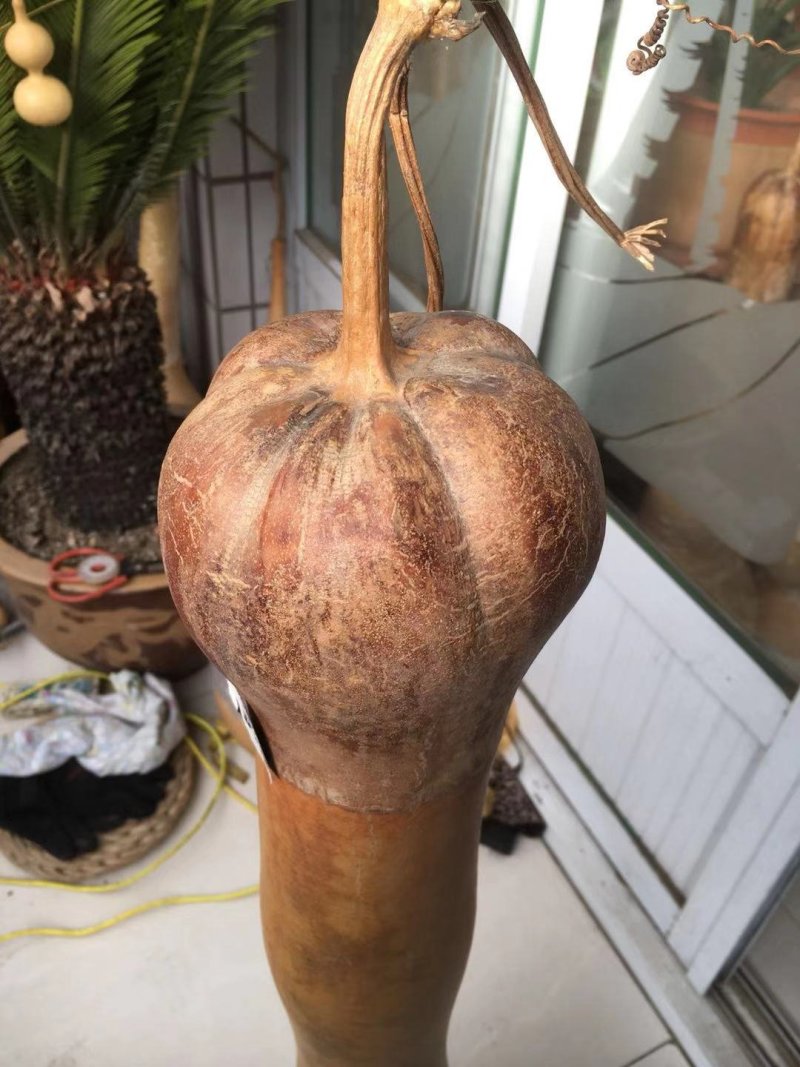 观赏葫芦、各种葫芦、产地直销、欢迎咨询