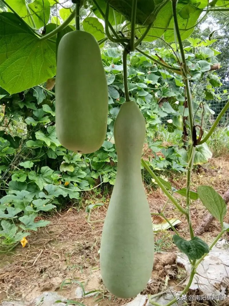 观赏葫芦、各种葫芦、产地直销、欢迎咨询