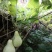 观赏葫芦、各种葫芦、产地直销、欢迎咨询